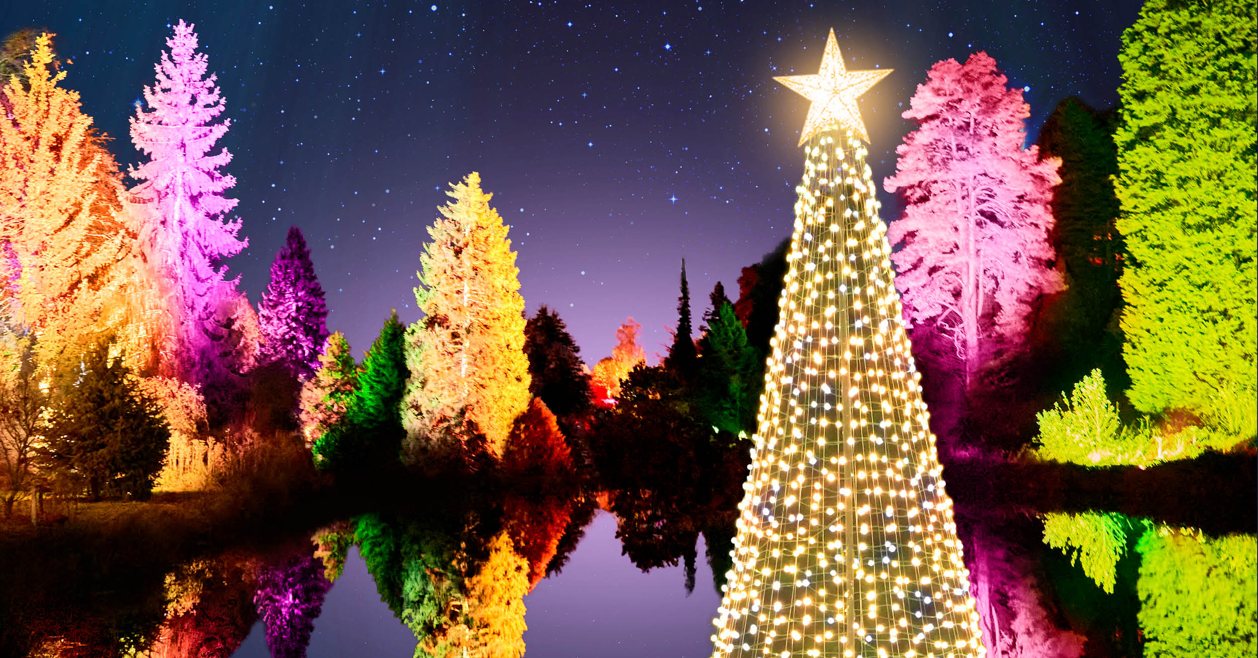 A roundup of Forestry England’s Christmas events Forestry England